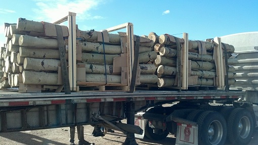 photo of aspen trees shipped, bark-on